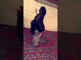 رقص على شيله والجسم روعه شيلات رقص بنت كيوت youtube