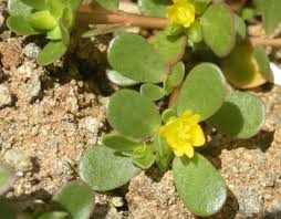 It is an ideal diet food for those who want to lose weight because of low calorie rate. Portulaca Oleracea Only Foods