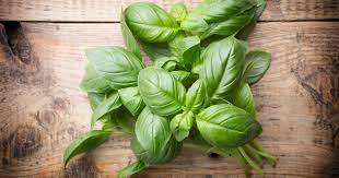 Can Basil Induce Labor An Ob Gyn Explains How The Herb Impacts Your Pregnancy