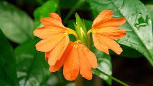 Image result for Crossandra fruticulosa