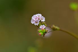 Image result for Boerhavia