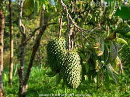 Image result for Annona muricata
