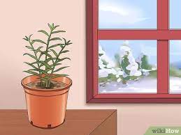 Plant one ginger plant per square foot (0.1 sq. How To Grow A Ginger Plant 13 Steps With Pictures Wikihow