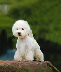 Find west highland terrier dogs and puppies from michigan breeders. West Highland White Terrier Westie Dog Breed Profile Petfinder