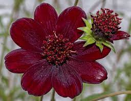 Chocolate Cosmos Is One Of The Rarest Flowers In The World
