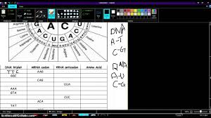 Codon Worksheet Transcription And Translation Worksheets Transcription