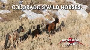 The herd is comprised of hearty mustangs, and ranges in size from 90 to 150. Wild Horses Of Colorado Youtube