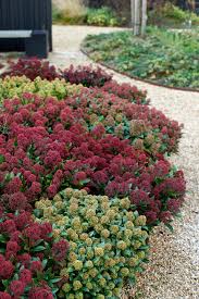 White dwarf® is a dwarf, male japanese skimmia variety. Die Skimmie Gartenpflanze Des Monats November Blumenburo