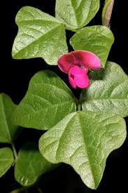 Image result for Dolichos trinervatus