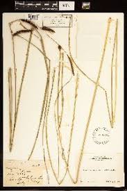 Image result for Carex bequaertii