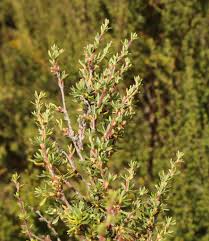 Image result for Cliffortia nitidula