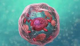 Check spelling or type a new query. Best Cell Structure Gifs Gfycat
