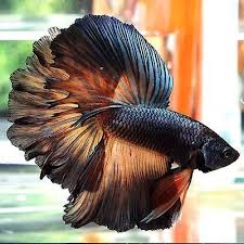 Outstanding Top 25 World S Most Beautiful Fish Https Meowlogy Com 2017 10 25 Top 25 Worlds Beautiful Fish Al Betta Fish Tank Betta Fish Types Beautiful Fish