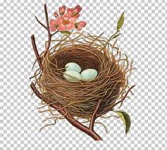Edible Bird S Nest Bird Nest Png Clipart Animals Art Bird Edible Bird S Nest Clip Art Bird