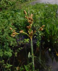 Image result for Fuirena welwitschii