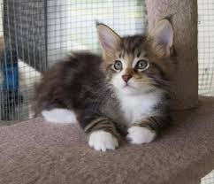 Known for their intelligence and playful gentle personality the maine coon is cited as having dog like. Cfa Registered Maine Coon Kittens For Sale In Fort Worth Texas Classified Americanlisted Com