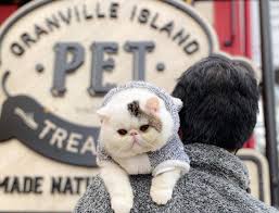 Envy pet bakery reserves the right to change its payment procedures at any time without prior notice to you. Vancouver S First Pet Bakery Is On Granville Island Granville Island