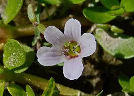 Image result for Bacopa monnieri
