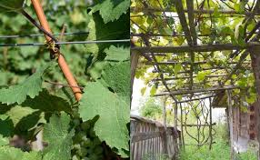 Sep 03, 2020 · many people dream of turning their love of horticulture and fruit growing into a vineyard, and others simply want to start a backyard vineyard to make a few bottles of their own wine. How To Trellis Grape Vines So They Produce Fruit For 50 Years