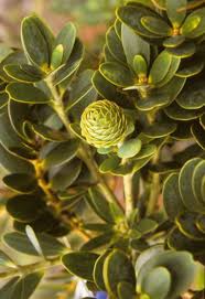 Image result for Agathis