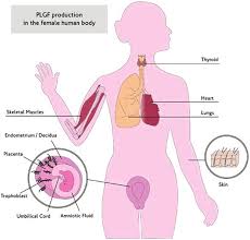 The womb (uterus) is the pear shaped, muscular bag that protects a growing baby during pregnancy. The Most Common Organs And Tissues Of The Female Human Body In Which Download Scientific Diagram