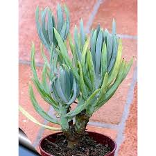 Image result for tbn:HNtrRnQBmFuaxM::www.bluechopsticks.com/img_large/800CC_0805S1015.jpg