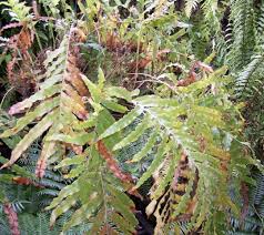 Image result for Drynaria volkensii