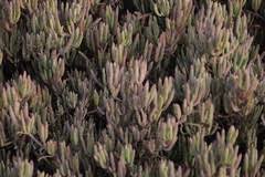Image result for Salicornia perrieri