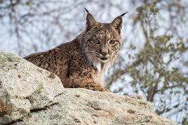 They have wide faces with tufts of black fur on their ears in addition to spotted stomachs. Lynx And Bobcat San Diego Zoo Animals Plants