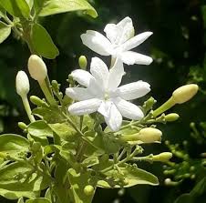 Image result for Jasminum grandiflorum