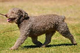 Some canines have short or long and straight hair, and some have wavy or curly hair. 17 Curly Haired Dog Breeds Playbarkrun