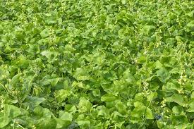 Image result for Lablab