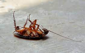 This ensures that your place will be pest free for a long time to come. Long Island Exterminator Pest Control Wildlife Removal Nyc