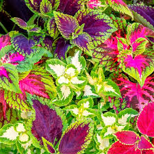 Image result for Coleus meyeri