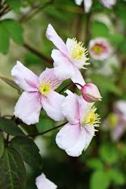la clematite montana