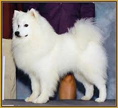 Miniature Black American Eskimo Dog Heart Bandits American Eskimo Dog Rescue American Eskimo Dog American Eskimo Dog Puppy American Eskimo