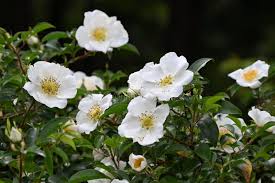 Image result for Rosa laevigata