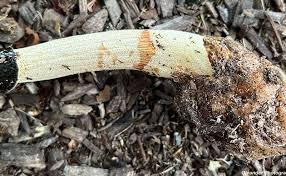 Image result for Hypolytrum pynaertii