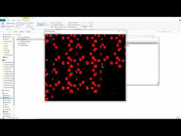 Learn How To Use Fiji To Analyze Biology Images Youtube
