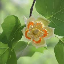 Image result for Liriodendron