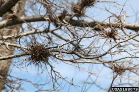 Image result for Sphaeropsis tumefaciens oleander symptoms