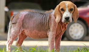 Temporarily using an elizabethan collar while treatment takes effect can prevent licking and chewing, giving your dog's. 7 Best Dog Skin Infection Treatment To Buy Over The Counter In 2020
