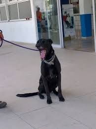 After A Record 25 Hours In The Port Of Mersin We Are Finally Through Animalcouriers Animal Pictures Four Legged My Favorite Image
