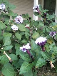 The genus datura is found in both hemispheres and has been used by many cultures as a powerful hallucinogen due to its high content. 37 Angel Trumpet Flower Ideas Angel Trumpet Planting Flowers Beautiful Flowers