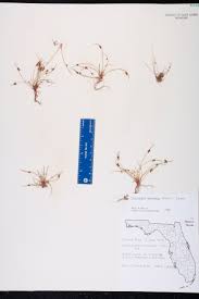 Image result for Lipocarpha micrantha