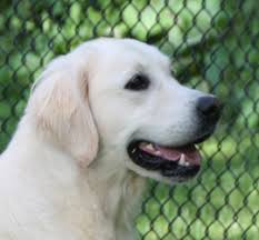 The breed's friendly, tolerant attitude makes them fabulous family pets. Golden Retriever Club Of Canada Dedicated To Education Ownership And Responsible Breeding