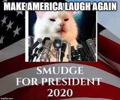 Pin By Izza On The White Cat Smudge And The Screaming Lady Stupid Funny Memes Funny Dog Memes Memes Sarcastic