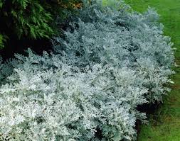 Image result for Cineraria mazoensis