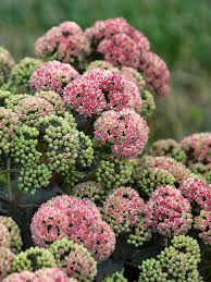 Image result for Sedum