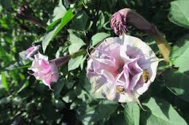 The huge flowers can grow to 12. Datura Metel Ballerina Purple Datura Ballerina Purple Plant Lust